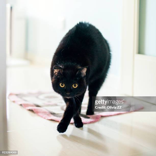 a frightened cat with strange posture. - bristle stock pictures, royalty-free photos & images