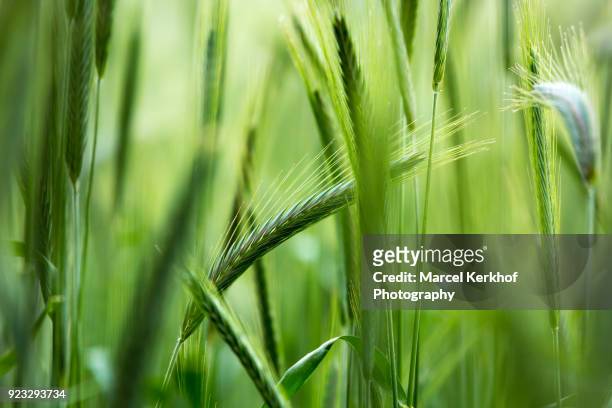 field of barley - kerkhof stock-fotos und bilder