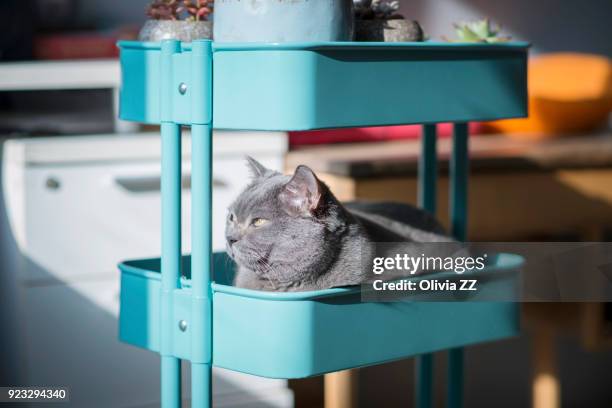 fat cat sit in storage rack to have rest - fat cat photos et images de collection