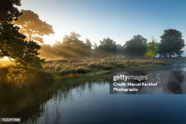 pond at sunrise with mist - kerkhof stock-fotos und bilder