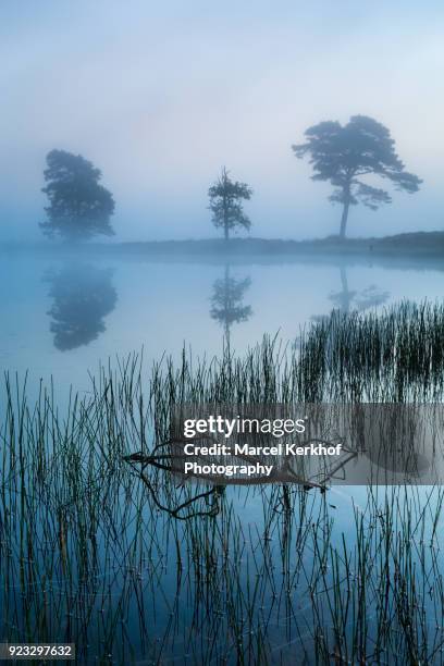 pond at sunrise with mist - kerkhof stock-fotos und bilder