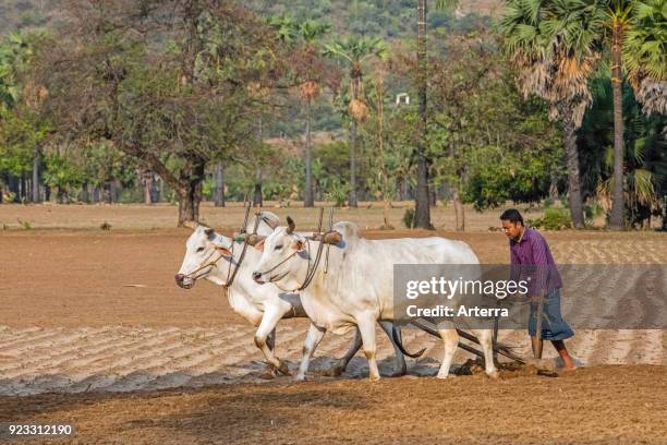 Burmese farmer ploughing field with traditional primitive wooden oxen-driven plow - ox-drawn plough in Myanmar - Burma.