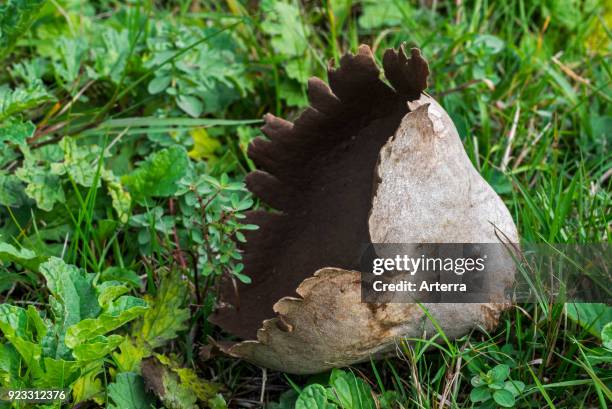 Gleba 755 Puffball Mushroom Stock Photos, High-Res Pictures, and Images ...