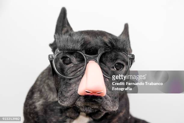 dog with glasses, mustache and eyebrows - groucho marx disguise stock pictures, royalty-free photos & images