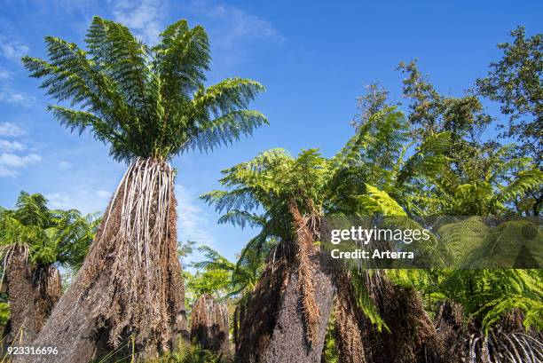 Soft tree ferns - man ferns evergreen tree fern native to eastern Australia.