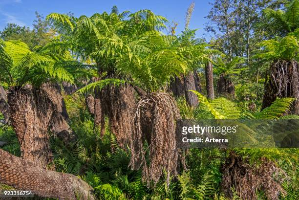 Soft tree ferns - man ferns evergreen tree fern native to eastern Australia.