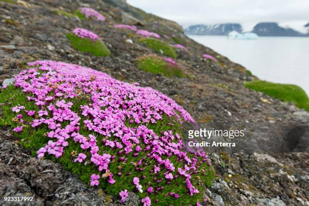 Moss campion - cushion pink in flower in summer on the arctic tundra, Svalbard - Spitsbergen, Norway.