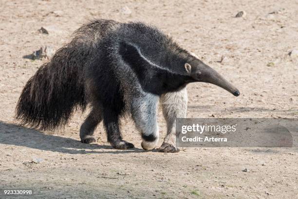 Giant anteater - ant bear insectivore native to Central and South America.