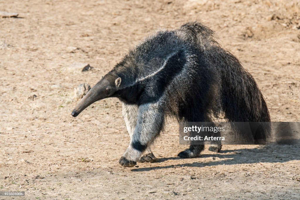 Giant anteater - ant bear.