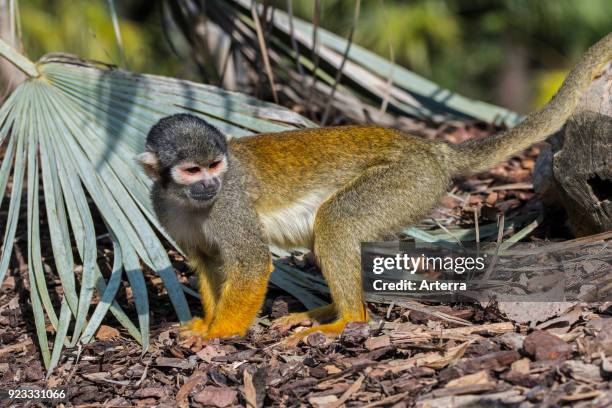 Black-capped squirrel monkey - Peruvian squirrel monkey , foraging on the ground, native to South America.