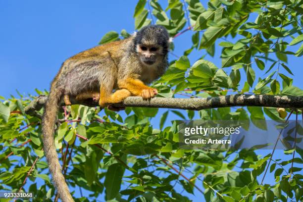 Black-capped squirrel monkey - Peruvian squirrel monkey in tree, native to South America.