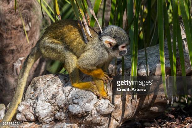 Black-capped squirrel monkey - Peruvian squirrel monkey , native to South America.
