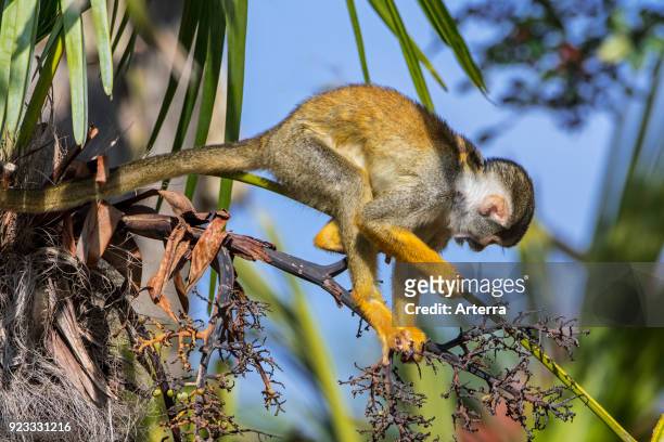 Black-capped squirrel monkey - Peruvian squirrel monkey foraging in tree, native to South America.