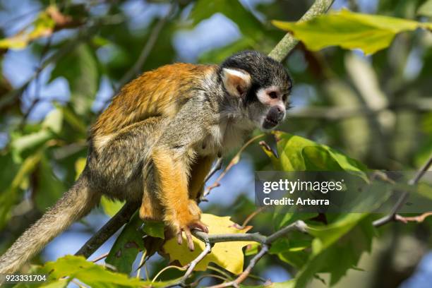 Black-capped squirrel monkey - Peruvian squirrel monkey female in tree, native to South America.