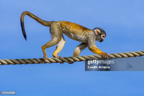 Black-capped squirrel monkey - Peruvian squirrel monkey walking over rope in open enclosure at zoo - animal park.