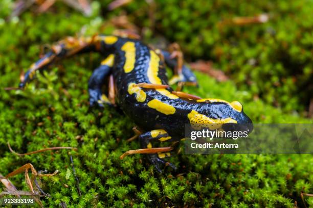 European salamander - Fire salamander on moss in forest.