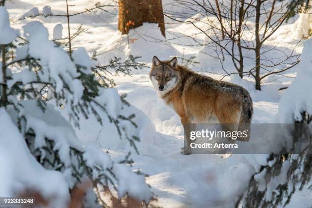 Solitary gray wolf - grey wolf hunting in the snow in forest in winter.