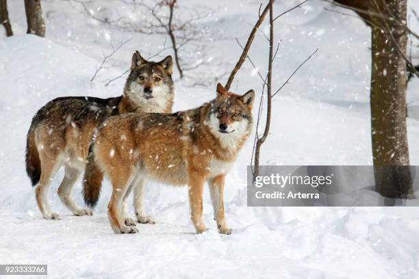 Two gray wolves - grey wolves in the snow during snowfall in forest in winter.
