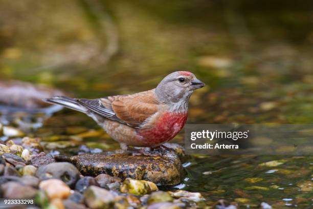 Common linnet male drinking water from brook.