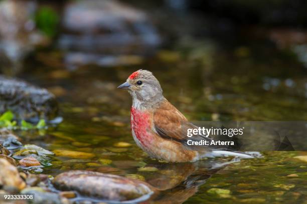 Common linnet male bathing in shallow water of brook.