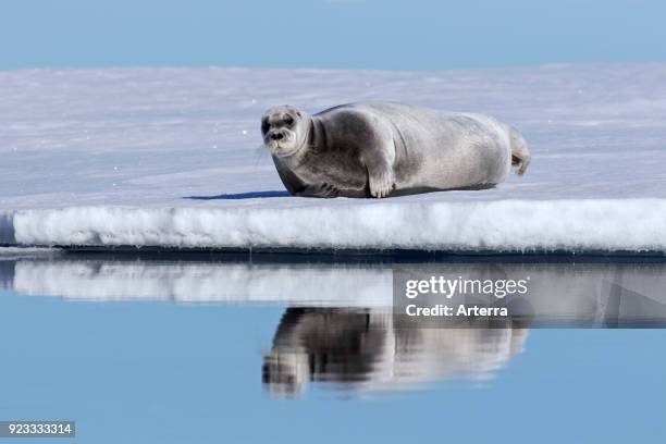 Arctic Seals Photos And Premium High Res Pictures Getty Images arctic-seals-photos-and-premium-high-res-pictures-getty-images