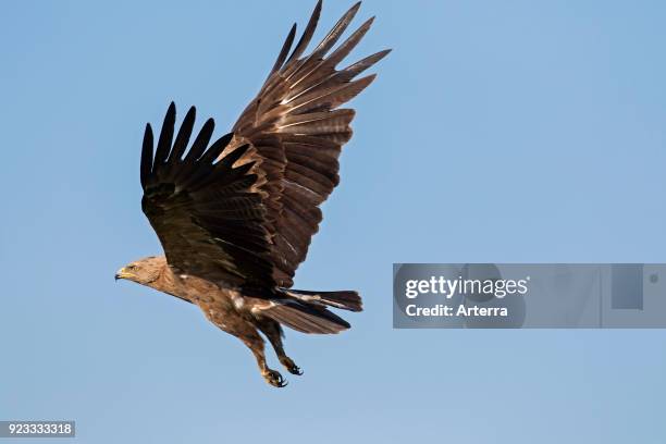 Lesser spotted eagle in flight against blue sky.