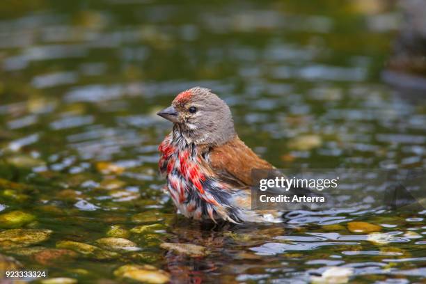 Common linnet male bathing in shallow water of brook.
