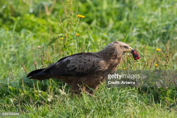 Lesser spotted eagle eating prey, migratory bird of prey native to Central and Eastern Europe.