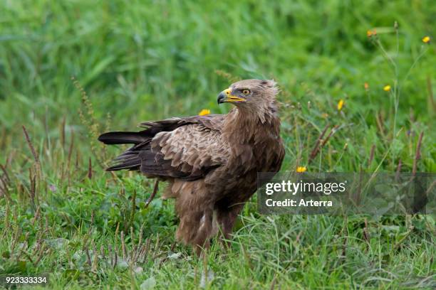 Lesser spotted eagle looking backwards in meadow, migratory bird of prey native to Central and Eastern Europe.