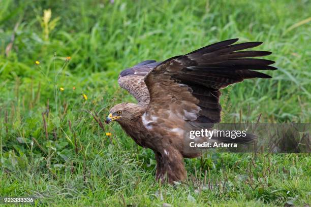 Lesser spotted eagle landing in meadow, migratory bird of prey native to Central and Eastern Europe.