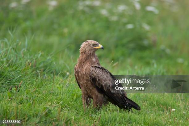 Lesser spotted eagle looking backwards in grassland, migratory bird of prey native to Central and Eastern Europe.