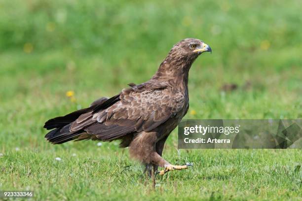 Lesser spotted eagle in grassland, migratory bird of prey native to Central and Eastern Europe.