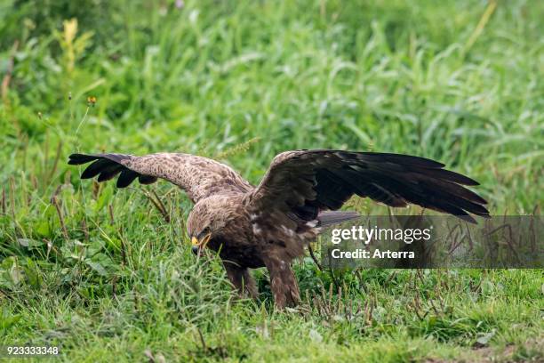 Lesser spotted eagle calling in meadow with spread wings.