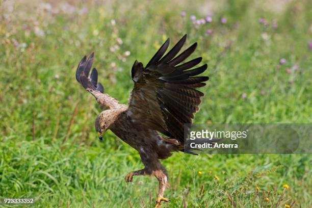 Lesser spotted eagle landing in meadow, migratory bird of prey native to Central and Eastern Europe.