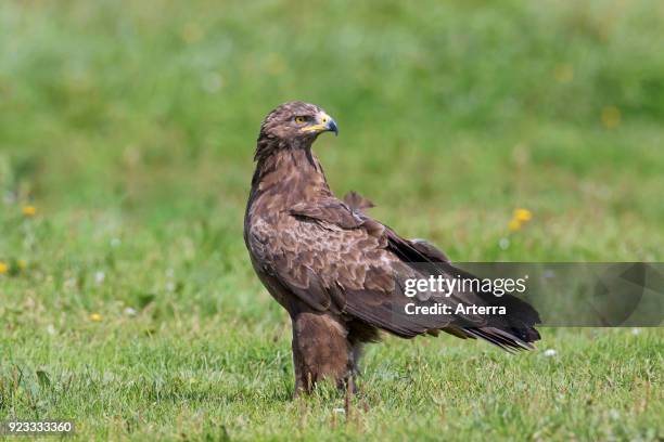 Lesser spotted eagle looking backwards in grassland, migratory bird of prey native to Central and Eastern Europe.