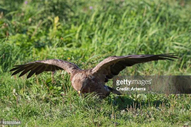 Lesser spotted eagle hunting insects in grassland with spread wings.