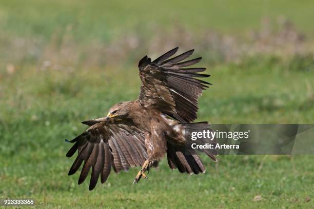 Lesser spotted eagle landing in meadow, migratory bird of prey native to Central and Eastern Europe.