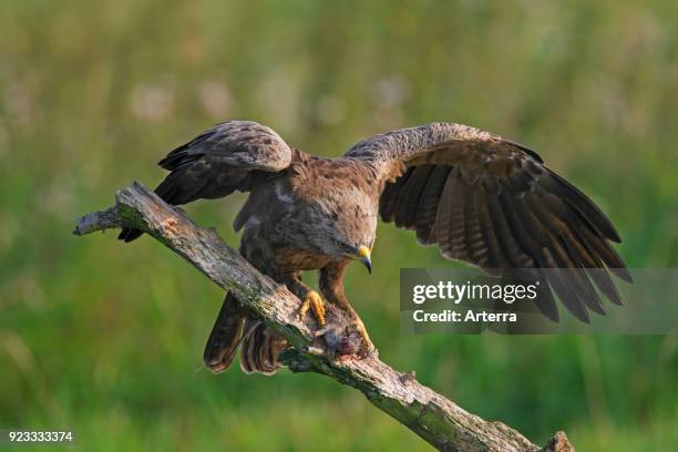 Lesser spotted eagle on branch eating caught rat.