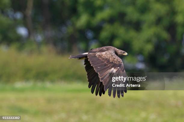 Lesser spotted eagle in flight over grassland at forest's edge.