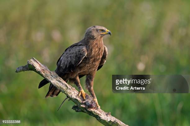 Lesser spotted eagle perched on branch with caught rat in talons.