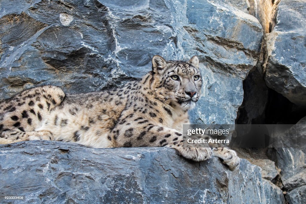 Snow leopard - ounce resting on rock ledge in cliff face near cave entrance.