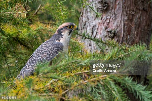 Lanner falcon perched in coniferous tree in forest.
