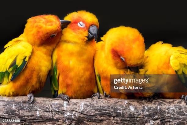 Sun parakeets - sun conures flock perched on branch and grooming each other, South America.