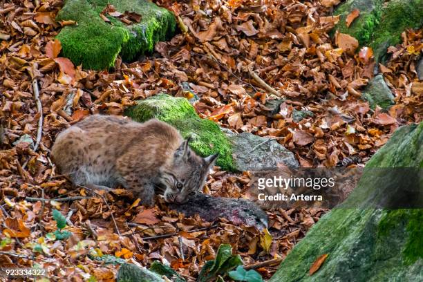 Two month old Eurasian lynx kitten feeding on dead rabbit prey in autumn forest near den.