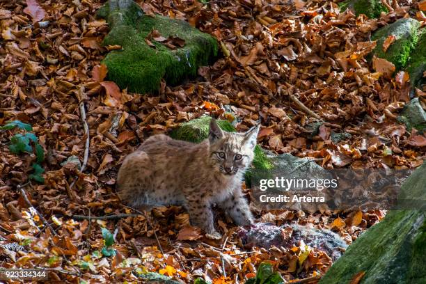 Lynx Rabbit Photos and Premium High Res Pictures - Getty Images