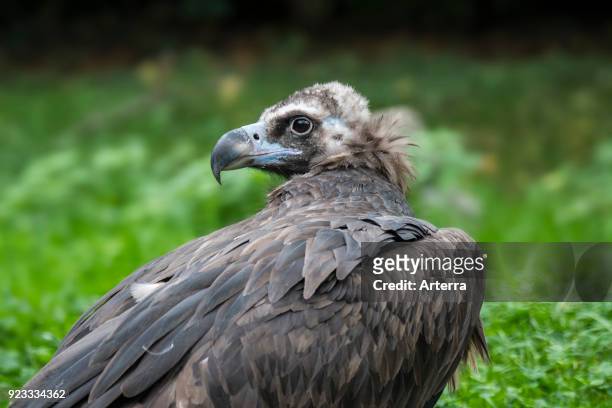 Cinereous vulture - monk vulture - Eurasian black vulture close up portrait.