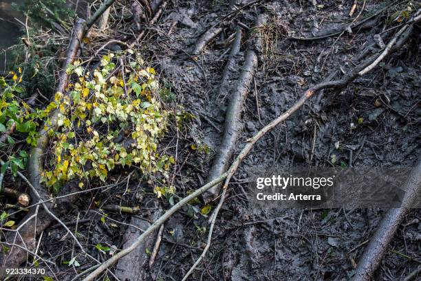 Detail of beaver lodge in pond plastered with fresh mud in autumn., News Photo