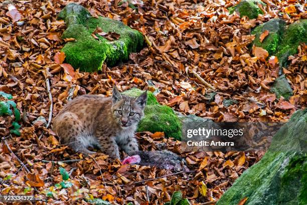 Two month old Eurasian lynx kitten feeding on dead rabbit prey in autumn forest near den.