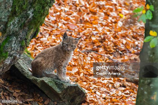Cute two month old Eurasian lynx kitten in autumn forest sitting on rock near den.
