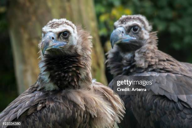 Cinereous vulture - monk vulture - Eurasian black vulture close up of couple.